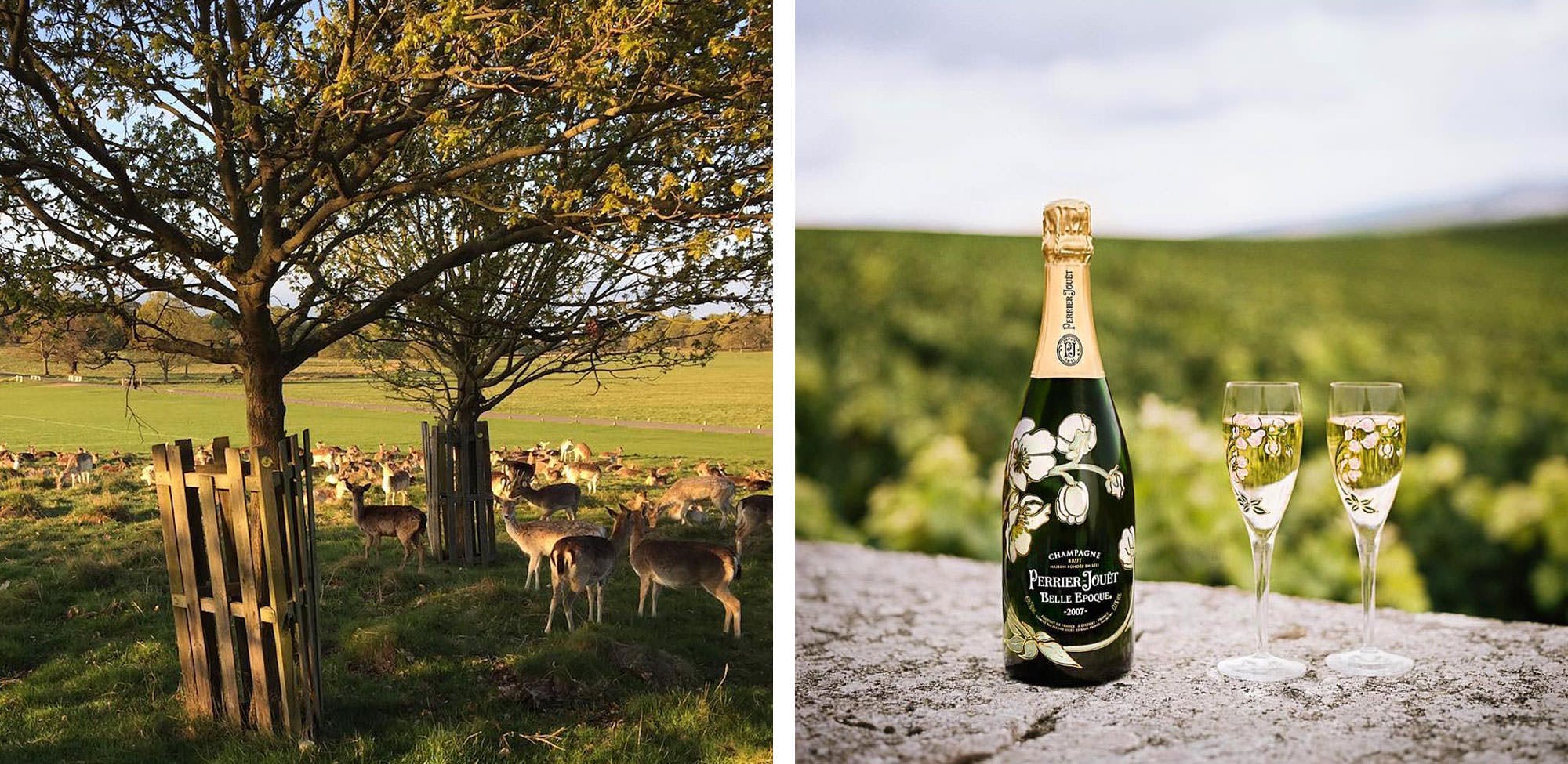 richmond park london new year